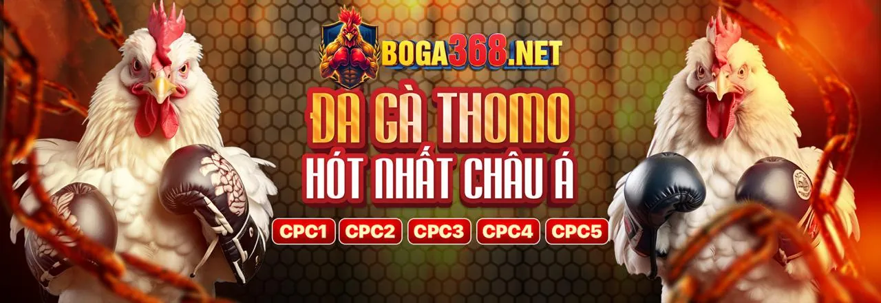Đá gà trực tuyến Lucky8 với trận đấu kịch tính